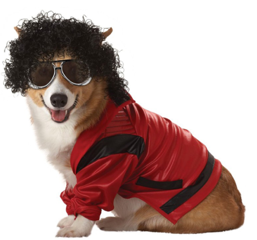 What would Halloween be without a collection of corgis in costumes? We&#8217;ve made a top selection for your viewing enjoyment. 