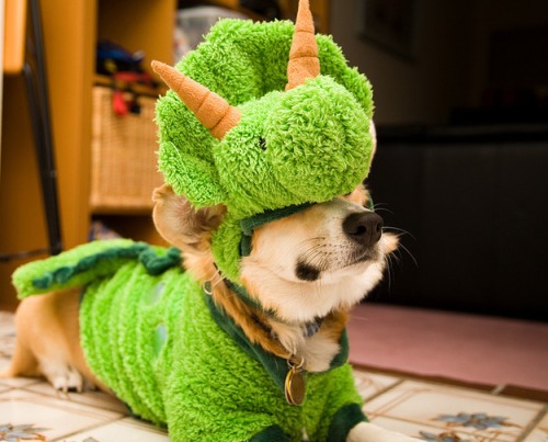 What would Halloween be without a collection of corgis in costumes? We&#8217;ve made a top selection for your viewing enjoyment. 